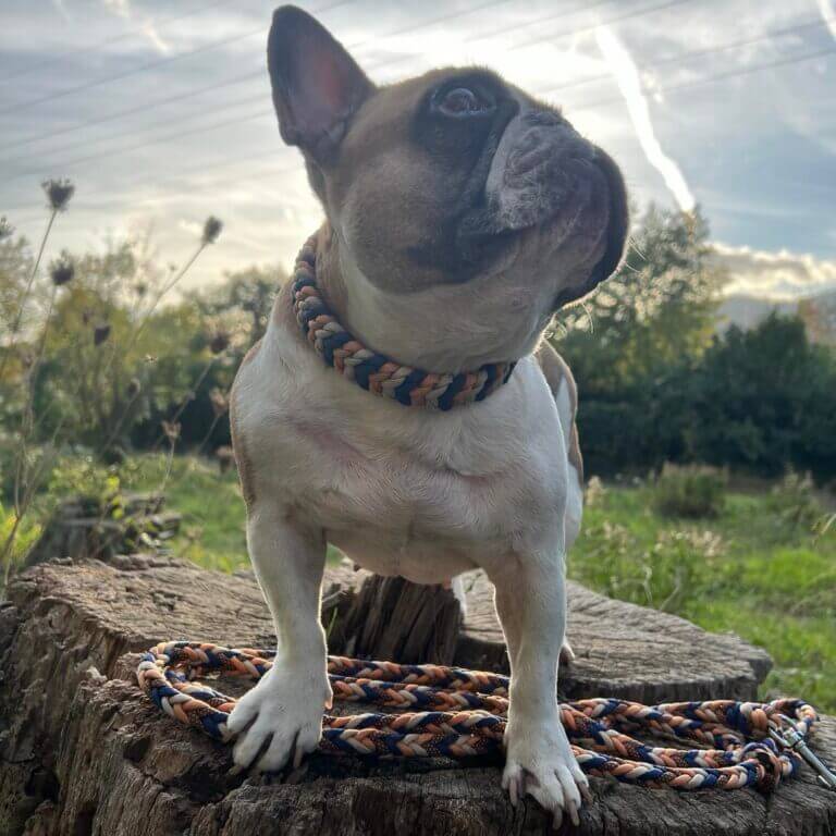 Collier et laisse de la marque Boulipote and co porté sur un Bouledogue Français